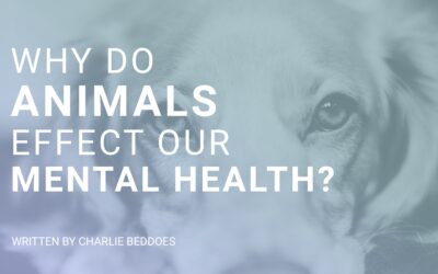 Why do Animals Affect our Mental Health?